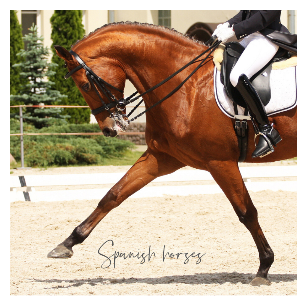 Spanish horses Andalusia