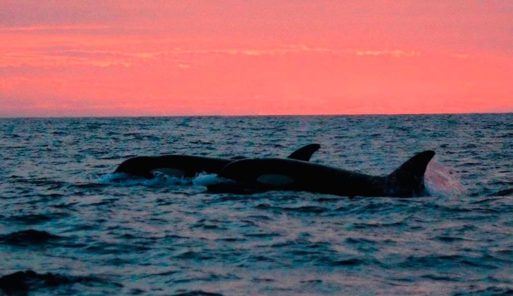 Tarifa dolphin watching 